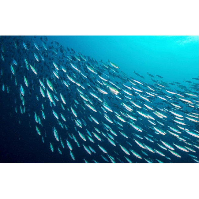 Сардины филе Season Sardine Fillets   в оливковом масле консервы 124 г США 
