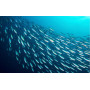 Сардины филе Season Sardine Fillets   в оливковом масле консервы 124 г США 